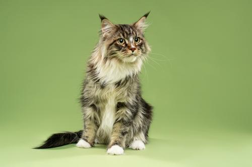 green Maine Coon