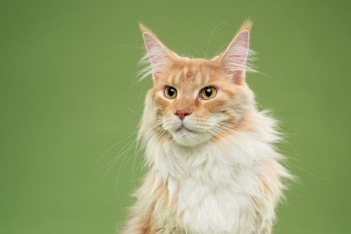 green gold Maine Coon